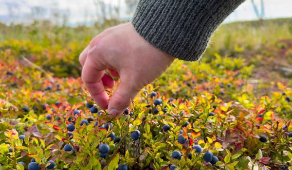 Lenke til artikkel: Utmarka har stor verdi for Finnmarkinger